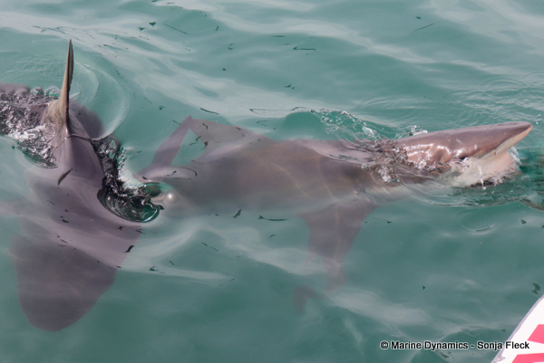 Bronze whaler shark, South Africa