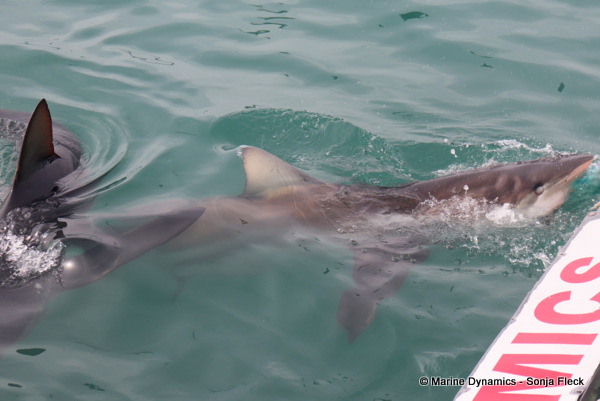 Bronze whaler shark, South Africa