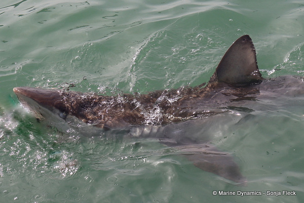Bronze whaler shark, South Africa