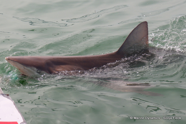 Bronze whaler shark, South Africa