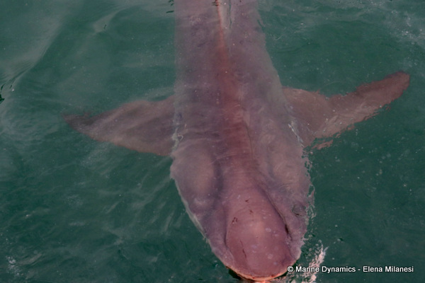 Bronze whaler shark, South Africa 