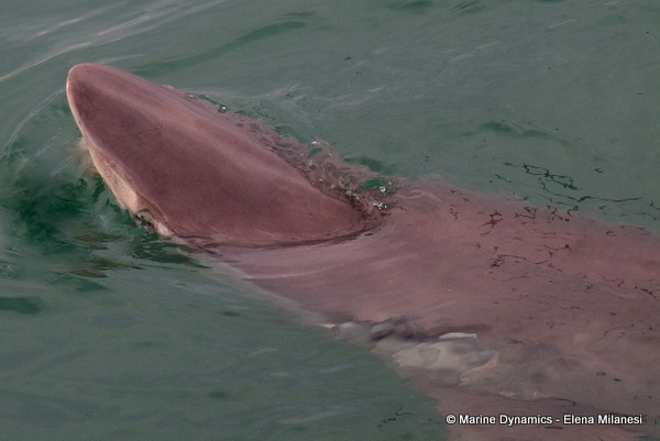 Bronze whaler shark, South Africa 