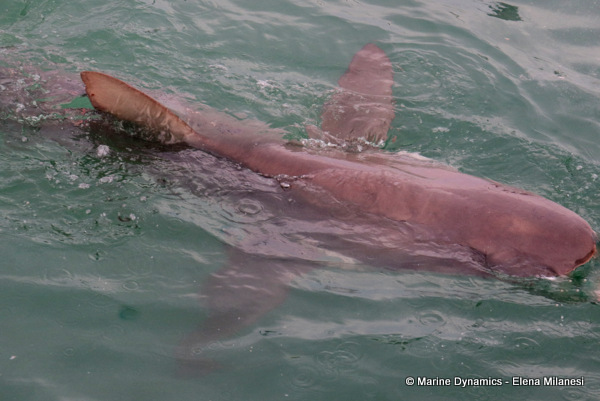 Bronze whaler shark, South Africa 