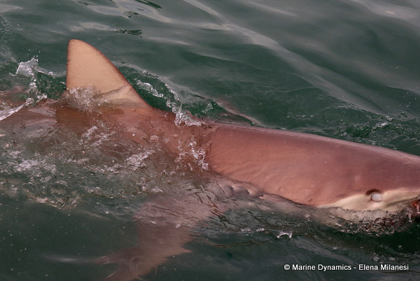 Bronze whaler shark, South Africa 