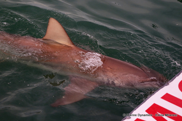 Bronze whaler shark, South Africa 