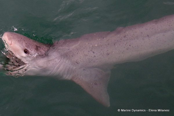 Broadnose Sevengill shark, South Africa 