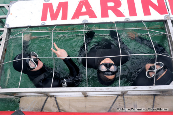 Shark cage diving, South Africa