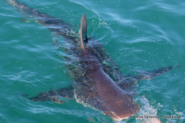 Bronze whaler shark, South Africa