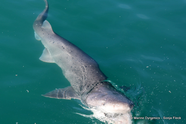 Sevengill shark, South Africa