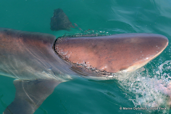 Bronze whaler shark, South Africa