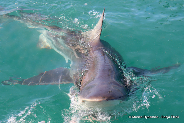 Bronze whaler shark, South Africa
