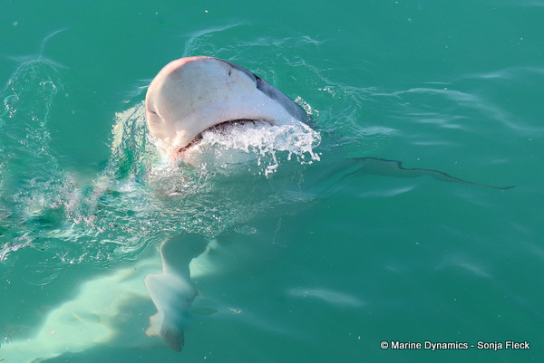 Bronze whaler shark, South Africa