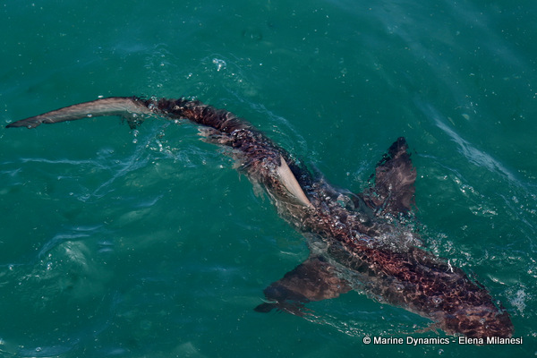 Bronze whaler shark, South Africa