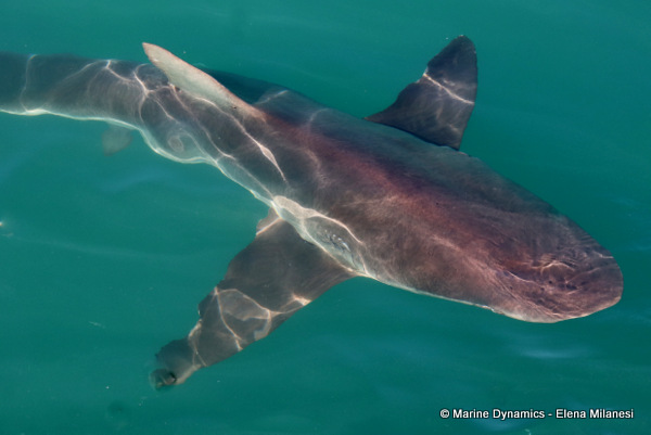 Bronze whaler shark, South Africa