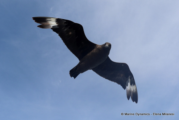 Sub-antarctic skua, South Africa