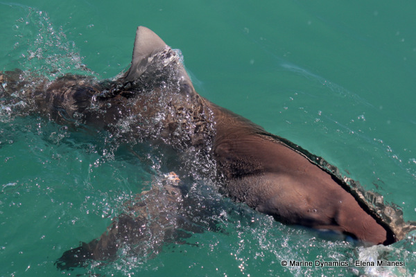 Bronze whaler shark, South Africa