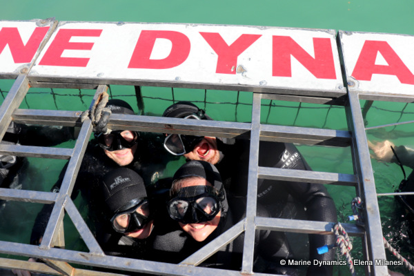 shark cage diving, South Africa