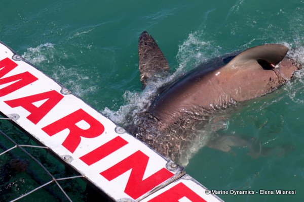 Bronze whaler shark, South Africa