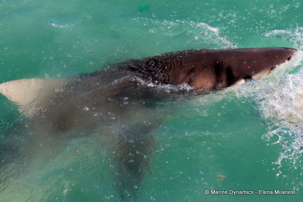 Bronze whaler shark, South Africa