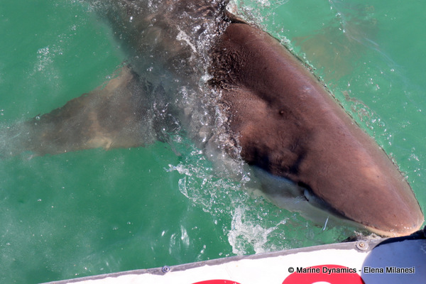 Bronze whaler shark, South Africa