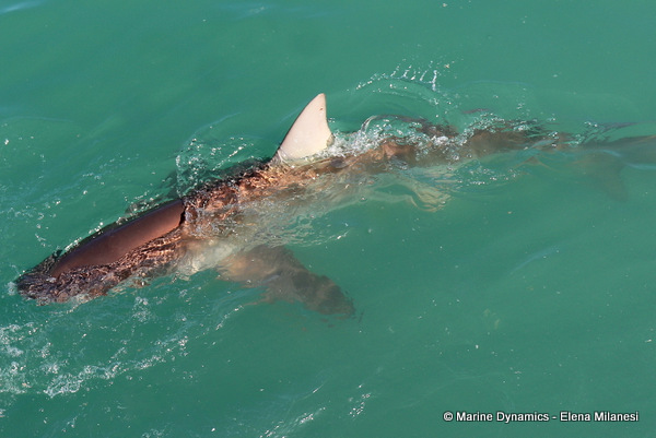 Bronze whaler shark, South Africa