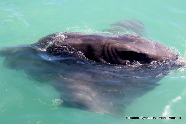 Short-tail stingray, South Africa