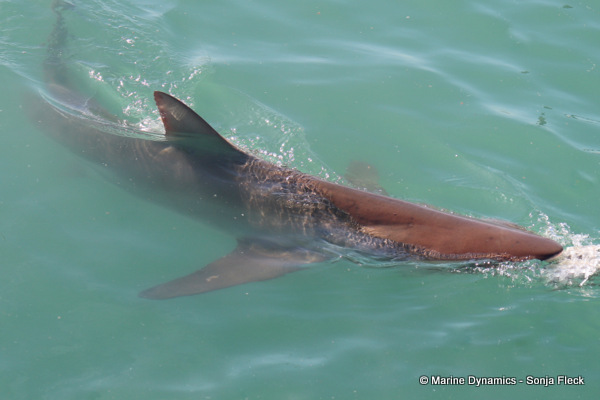 Bronze Whaler shark, South Africa