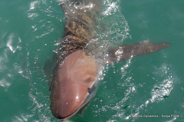 Bronze Whaler shark, South Africa