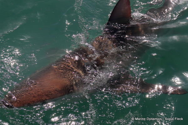 Bronze Whaler shark, South Africa