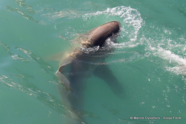 Bronze Whaler shark, South Africa