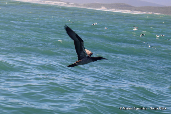 Cape Gannet, South Africa