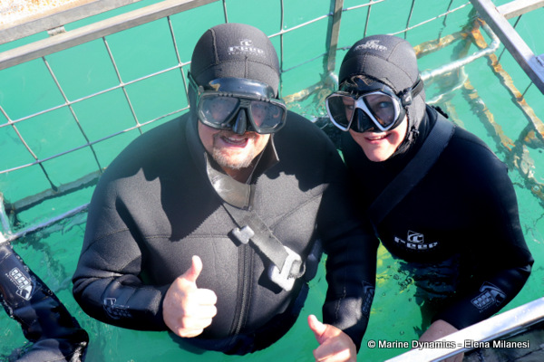 shark cage diving, South Africa