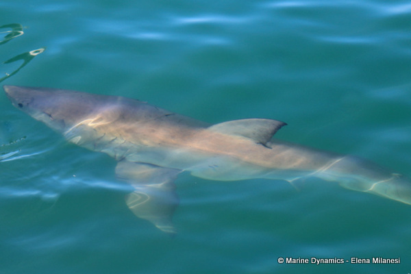 Great white shark, South Africa