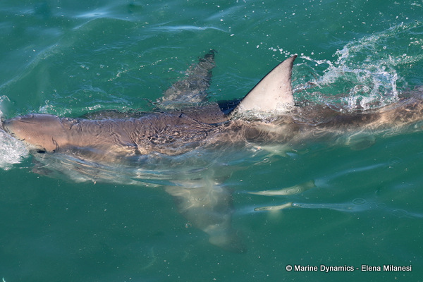 Great white shark, South Africa