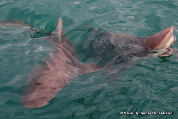 Bronze whaler shark, South Africa