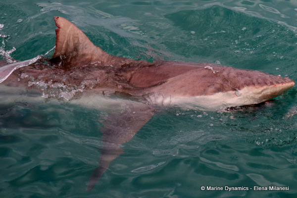 Bronze whaler shark, South Africa