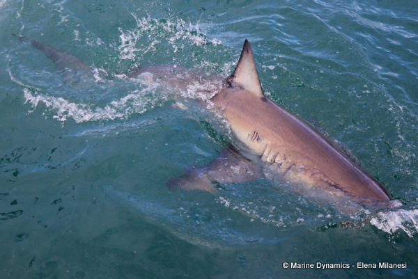 Great White shark, South Africa
