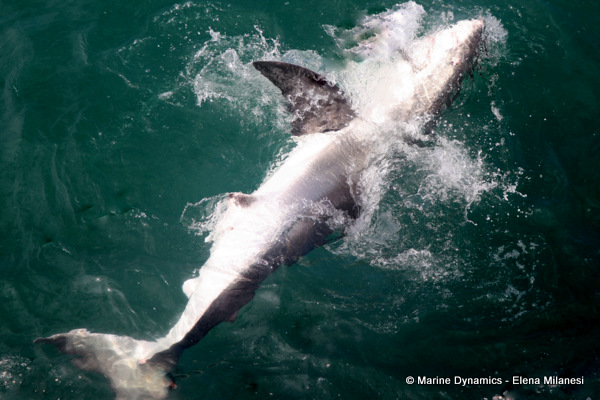 Great White shark, South Africa