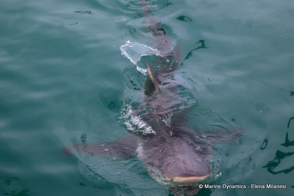 Bronze whaler shark, South Africa