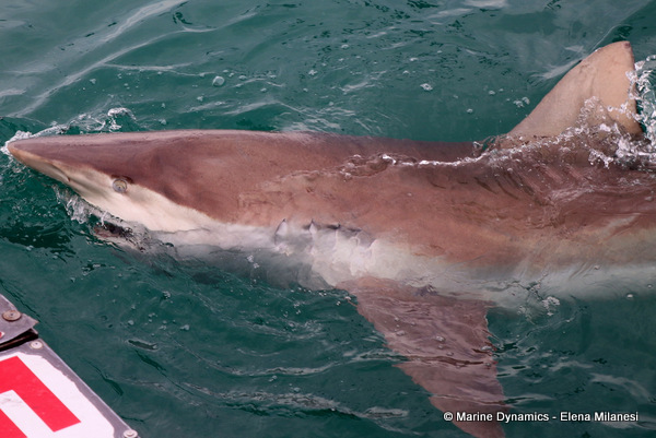 Bronze Whaler shark, South Africa