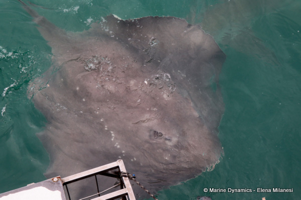 Short-tail stingray, South Africa