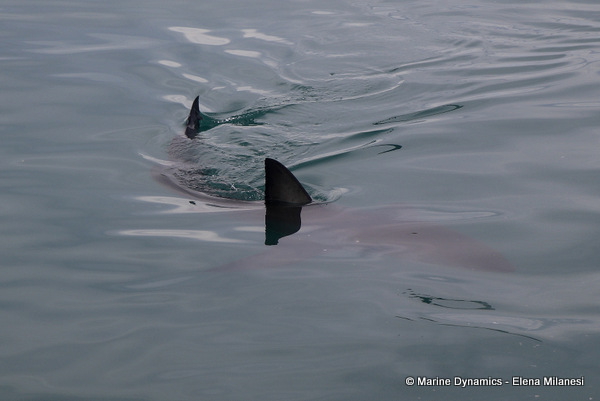 Great White shark, South Africa