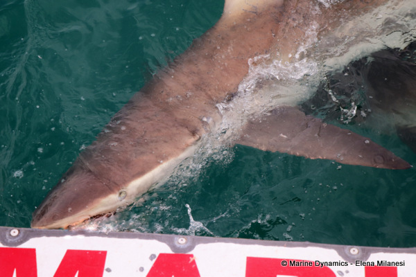 Bronze Whaler shark, South Africa
