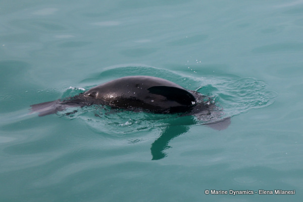 Cape Fur Seal, South Africa