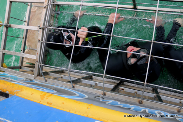 shark cage diving, South Africa