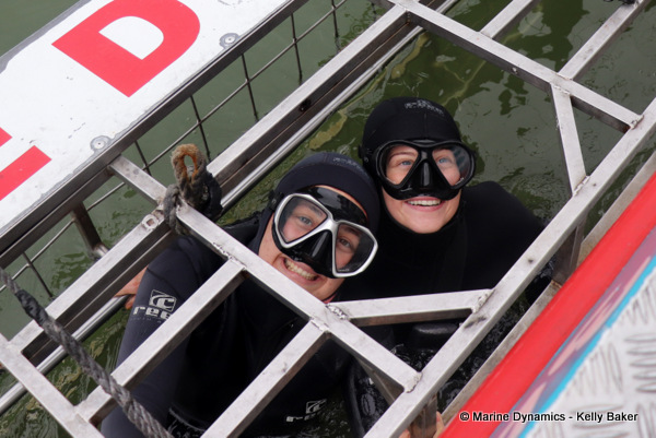Shark cage diving, South Africa