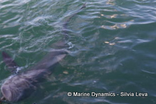 Bronze whaler shark, South Africa