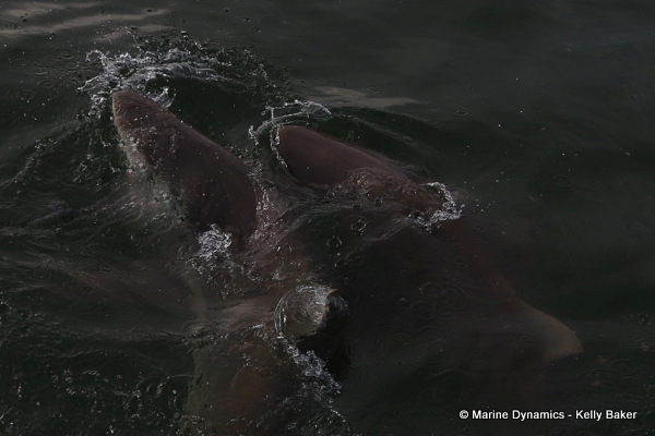 Bronze whaler shark, South Africa