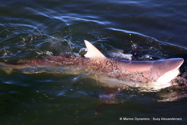 Bronze whaler shark, South Africa