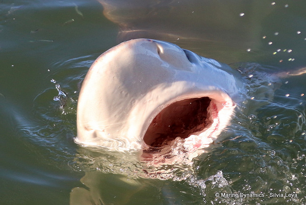 Bronze whaler shark, South Africa